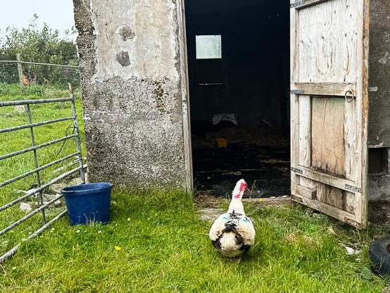 Muscovy duck going into his shed