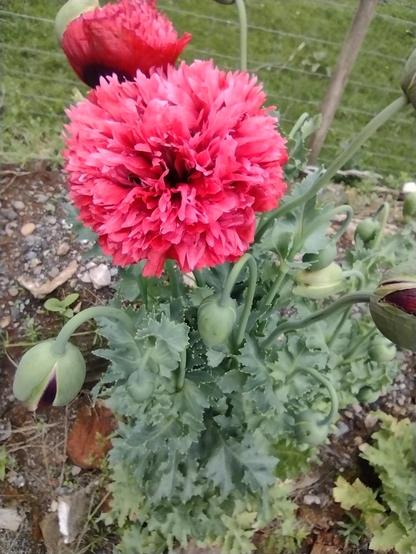 Classic Irish Velvet Poppy in the centre, fluffy and crinkled and lots ght red with about 6 other pods coming up and pure leaves and soil around it.