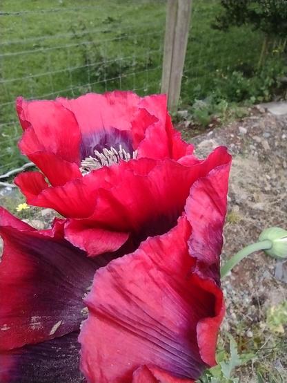 Close up of red Poppies, these are large pettales but not he crinkly petals of the Irish Velvet Poppies with a pod on the right and some grit on the right.