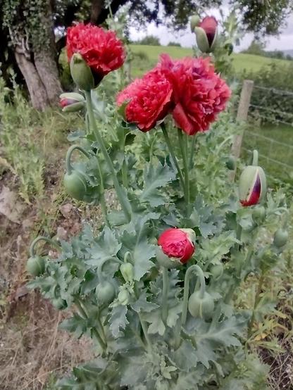 The start of an Irish Velvet Poppy plant with some barbed wire fence in the background. There are a few buds flowering but about another half dozen about to that are all the thick but not lasting velvet poppies with a regular red that is there.
