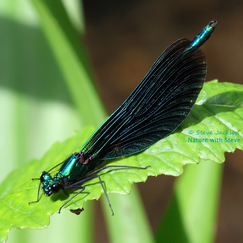 Photo of a male Beautiful Demoiselle perched on a leaf, viewed side on and a little from above. He is facing towards the left of the image, his head near the bottom left corner and the tip of abdomen or tail, which is raised up, near the top right corner. His head, thorax and abdomen are a metallic blue-green colour, as are the veins in his long wings (which are held back, along the length of the body, almost reaching the tip of the abdomen); the cells of his wings, his large compound eyes, his spiny legs and the claspers at the tip of his abdomen are black.