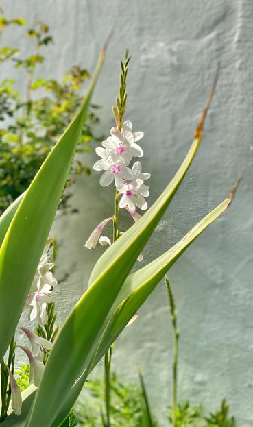 White flowers and a succulent