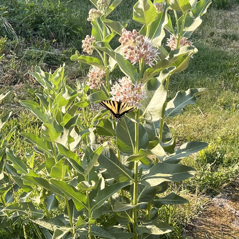The butterfly was busy on a milkweed plant doing whatever butterflies do. 