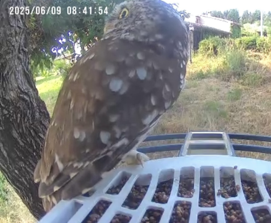Little owl on bird feeder