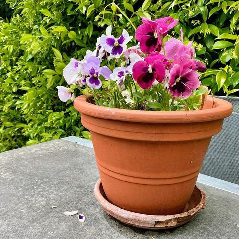 A terracotta container with pansies is standing on a stone top garden table. In the background, there is jasmine visible, close to blooming.