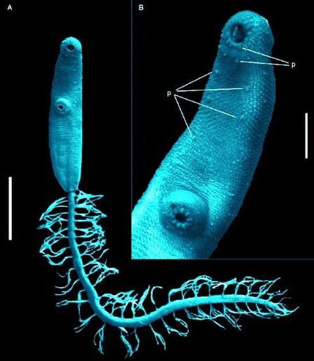 Parásito con forma de gusano. Desde el extremo caudal le sale una estructura larga, similar a unas raíces.