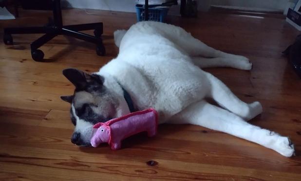 Color photo of a white American Akita dog, with brown and black face mask markings. She is laying on her side on a wooden floor with a pink pig dog toy near her face.