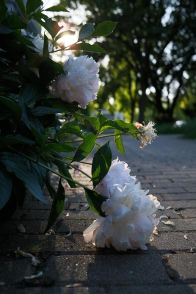 flowers bowing their heavy blossoms to the pavement during sunset