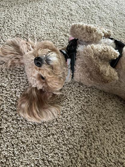 Rosie, the little doodle dog, is laying upside down on the living room carpet. Her eyes are open and her front paws are tucked up against her chest. She's such a drama queen.
