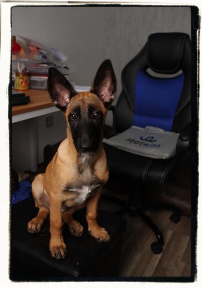 Malinois Puppy