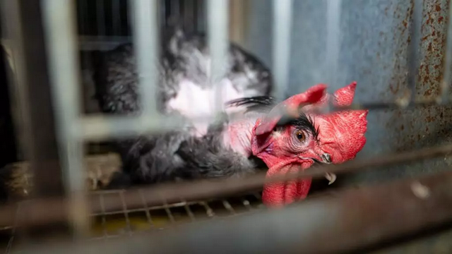 Une poule pondeuse en cage dans une ferme en France.