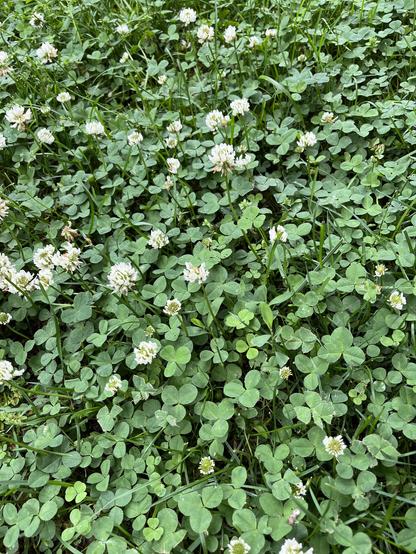 Close-up of the white clover in my backyard looking lush and healthy. I kept throwing down seeds every Spring, and it's finally taking hold and out-competing the grass.