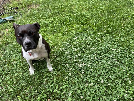 Black and white Pitbull is sitting in the clover, looking very relaxed and content. She is staring at the camera. 