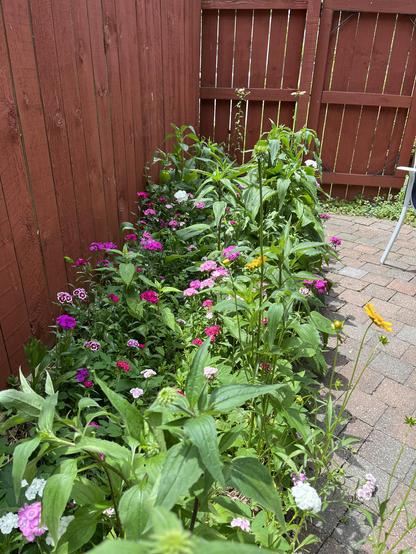 A strip of soil in the backyard, against a red wooden fence is bursting with wildflowers, mostly pink and white Sweet Williams, some Coreopsis are popping up, and Echinacea are on the cusp of blooming. 