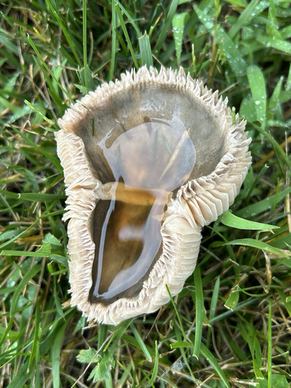 A curled mushroom holding water, gills visible around the edge.