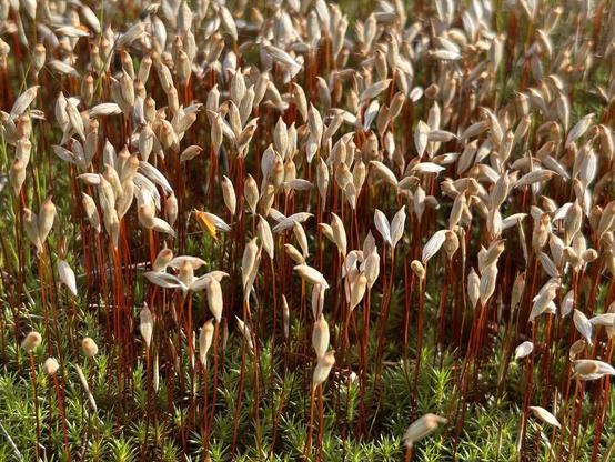 Close-up of a small ‘field’ of moss sporophytes in sunshine, all of which have already dried out.  Their long, slender stems are bright red and their capsules shimmer in light brown tones.