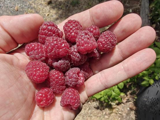 A handful of ripe red raspberries