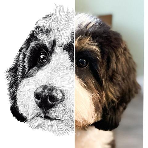 Black and white drawing of a Mini Bernedoodle named Artie, with the right half of the image being the reference.
