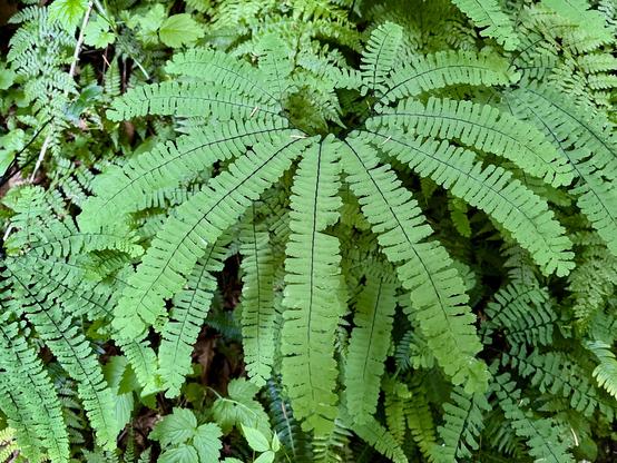 A circular cluster of a maidenhair fern, very green and delicate fronds.