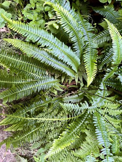 A glossy swirling cluster of green deer ferns issuing from the forest floor. 