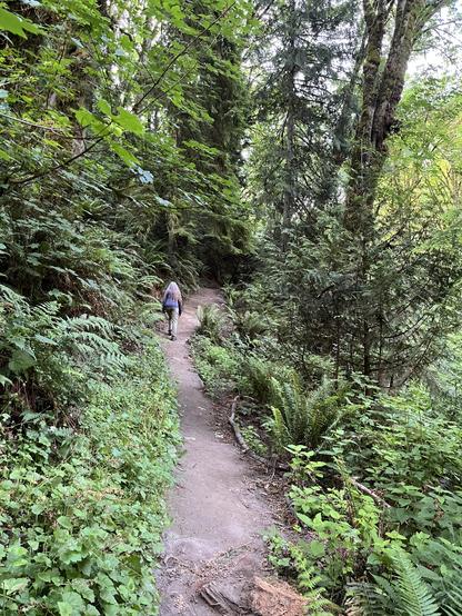 A hiker climbs a dirt through a green forest with verdant underbrush, including big squared ferns on the right side of the path.