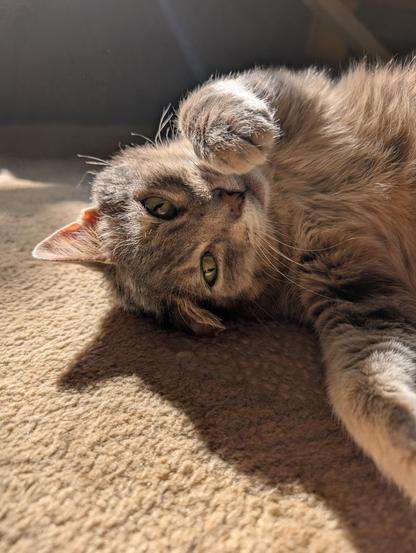 A gray tabby cat from chest up laying in a sunny spot on an indoor carpet, eyes slightly open looking pleased, one paw up