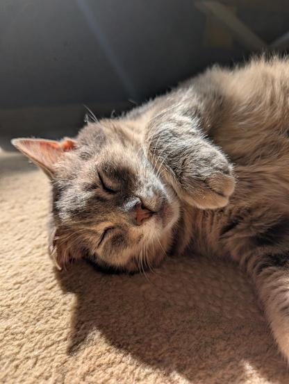 A gray tabby cat from chest up laying in a sunny spot on an indoor carpet, one paw up, snoozing happily