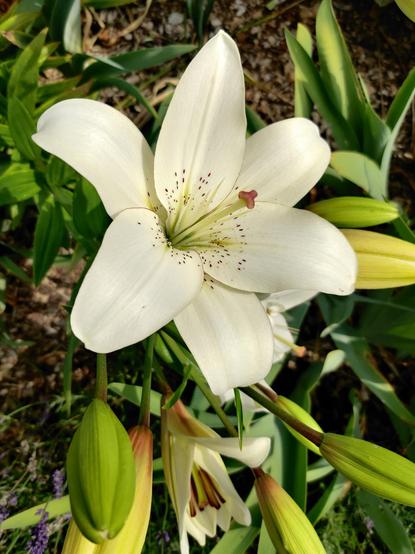 A fine white lily. Being stunning, like they do.