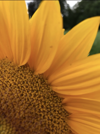 Close up of a sunflower, showing petals and the perfect geometric pattern at the center.