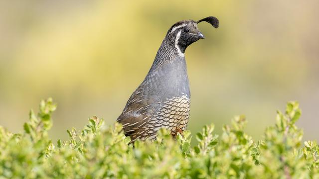 Grey and brown bird standing atop a bush with a jaunty black hat. 