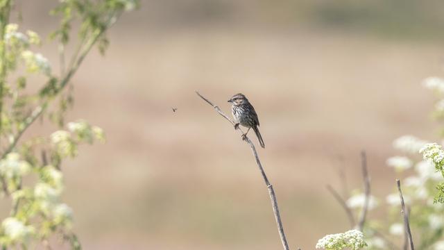 Small beige-brown bird perched on a bare branch, seeming to stare at a flying insect. 