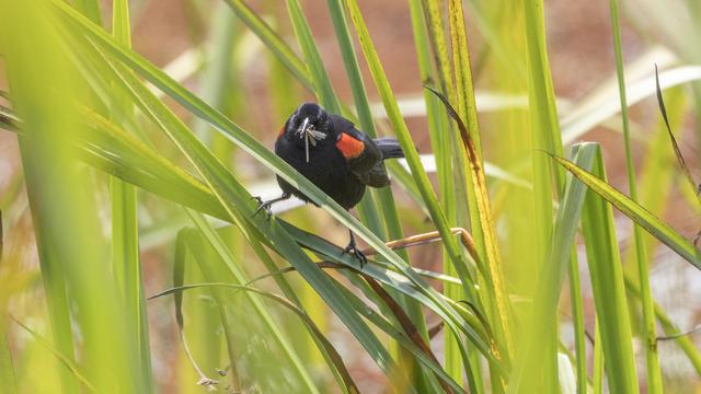 Black bird holding a mangled insect in its mouth, standing astride some large grass in a marsh. 