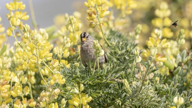 Small brown/white/black bird in a green bush staring at the camera. A large bee flies by holding a red berry. 