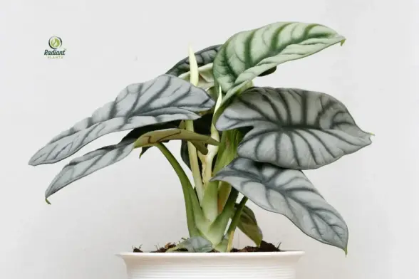 Want your Alocasia Silver Dragon to thrive? Discover expert tips for lush growth and happy leaves. Learn more
#alocasiasilverdragon, #IndoorPlantCare, #rarehouseplants, #plantloversofinstagram, #tropicalplants
https://www.radiantplants.com/alocasia-silver-dragon-happy/