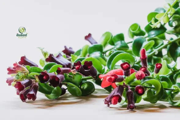 Want a vibrant home? Learn how to care for your Twisted Lipstick Plant with easy tips. Discover the secret to thriving indoor plants.
Plant with easy tips. Discover the secret to thriving indoor plants.
#twistedlipstickplant, #indoorplants  #plantcaretips  #houseplant  #plantparenthood 