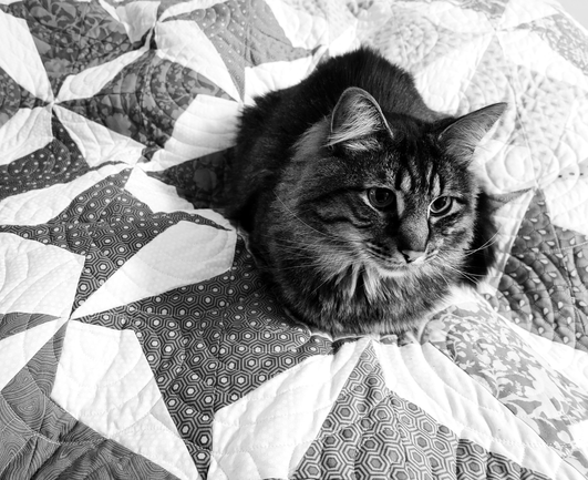 Black and white photo of a tabby cat sitting on a quilt