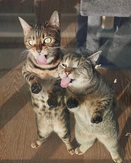 two buddies standing on their paws with their tongues out 