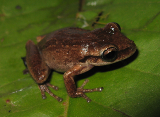 A frog that's brown all over, with a black streak on its cheek, sits on a leaf.