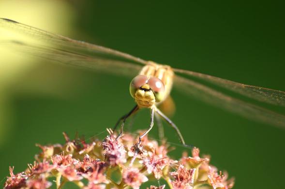 Bildbeschreibung von KI:
Das Foto zeigt eine Nahaufnahme eines Insekts, genauer gesagt einer Libelle. Sie sitzt auf einer rötlich-braunen, fein strukturierten Blüte. Die Perspektive ist frontal, sodass der Kopf der Libelle direkt in die Kamera blickt. Ihre großen, rund gewölbten Facettenaugen sind rosafarben und glänzen leicht im Sonnenlicht. Der Kopf ist gelblich und die Beine sind dünn und schwarz, sie halten sich an den kleinen Blütenteilen fest. Die Flügel der Libelle sind durchsichtig, lang und fein geädert, sie verlaufen waagrecht vom Körper weg und verschwimmen sanft im unscharfen Hintergrund. Der Hintergrund ist grün und weich verschwommen, was die Libelle und die Blüte deutlich hervorhebt. Die Lichtverhältnisse sind hell, wahrscheinlich durch direktes Sonnenlicht. Das Bild wirkt friedlich und konzentriert sich stark auf die Details der Libelle.