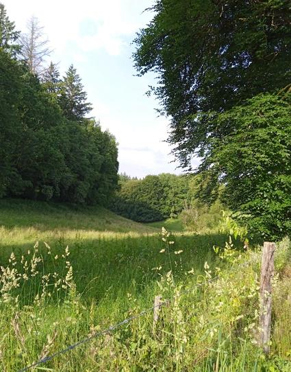 View looking down a narrow hilly meadow full of tall summer grass and bordered by trees. A fence of wire and old wooden posts runs across the foreground.