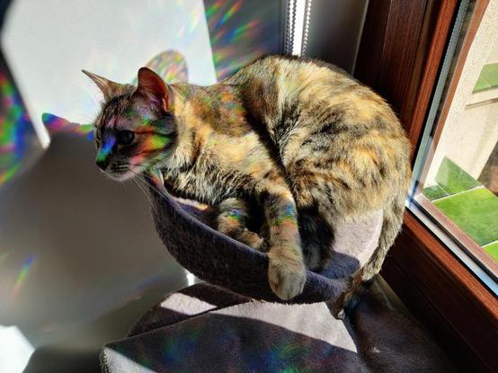 Kat multicolor (por el reflejo del atrapaluz de la ventana) en su torre, mirando hacia el reflejo del pasillo. Tiene una patita extendida como sujetando el borde de su asiento.