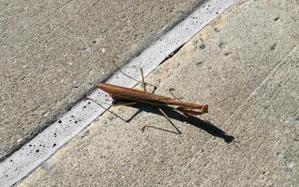 Closeup of a brown mantis on the concrete of a parking lot (just crossing an expansion joint), in bright sun and therefore casting a dark shadow.
