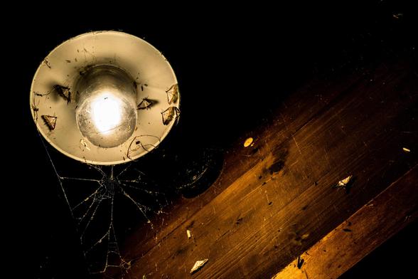 Nachtaufnahme einer Lampe mit Motten, die durch das Licht angelockt werden. 
