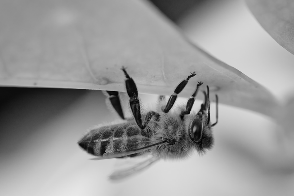 Black and white picture of a bee upside down