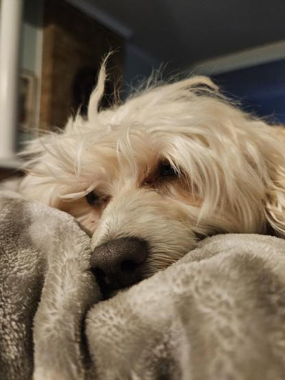 Sleeping dog that is lying on a soft blanket.
