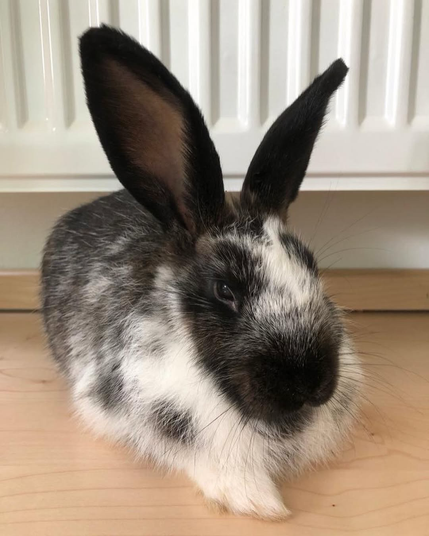 Meet Easy 