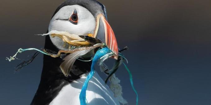 oiseau sauvage qui ne peut plus s'alimenter à cause de plastiques divers qui obstruent son bec et remplisent son estomac. Cause mortelle de mourir de faim.