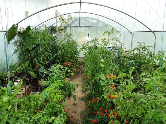 mit tomaten bepflanztes gewächshaus. 