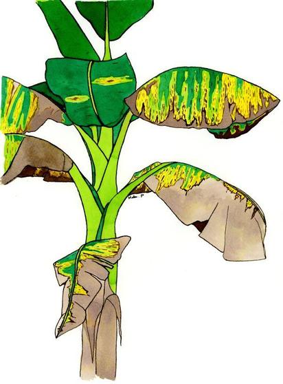 A picture of a banana plant with nine leaves. Five of those leaves show leaf streaks, running parallel to the veins. The leaf streaks are yellow, with mature streaks/lesions having brown centres. In some areas, the lesions have merged leading to regions of leaf death.