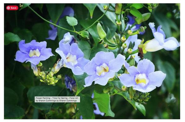 Soft purple and lavender trumpet vine flowers on a vine in a see of green leaves by artist Sharon Cummings.